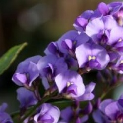 Hardenbergia violacea