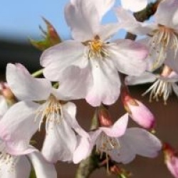 Prunus incisa 'Zdenka'