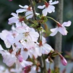 Prunus incisa 'Zdenka'