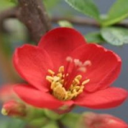 Chaenomeles speciosa Hot Fire � 'Minvesu' 