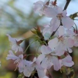 Prunus incisa 'Zdenka'