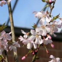 Prunus incisa 'Zdenka'