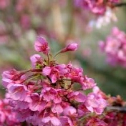 Prunus nipponica var. kurilensis 'Ruby'