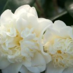 Camellia japonica 'Baby Sis'