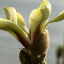 Magnolia 'Green Diamond'