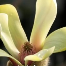 Magnolia 'Green Diamond'