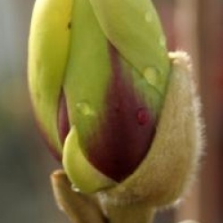 Magnolia 'Green Diamond'