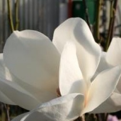 Magnolia x soulangeana 'Lennei Alba'