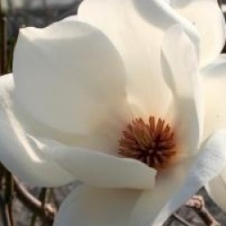 Magnolia x soulangeana 'Lennei Alba'