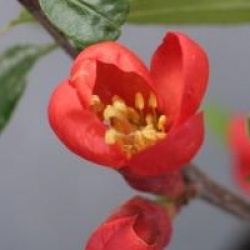 Chaenomeles speciosa Hot Fire � 'Minvesu' 