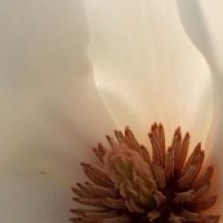 Magnolia x soulangeana 'Lennei Alba'