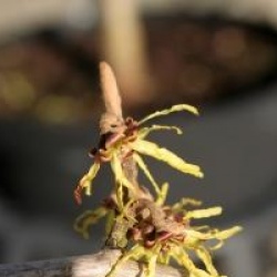 Hamamelis japonica 'Pendula'