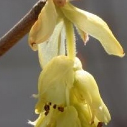 Corylopsis willmottiae 'Spring Purple'