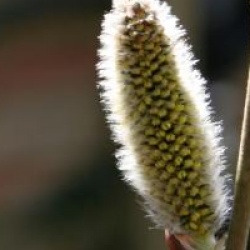 Salix cinerea