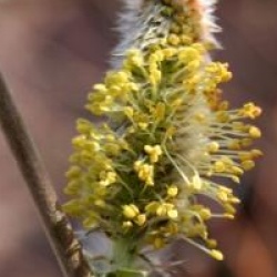 Salix cinerea