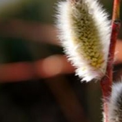 Salix acutifolia 'Blue Streak'