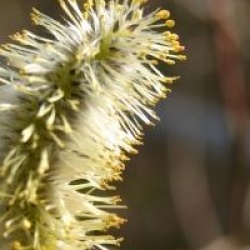 Salix acutifolia 'Blue Streak'