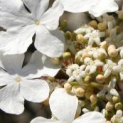 Viburnum furcatum
