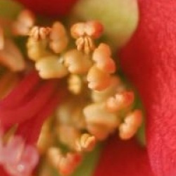 Chaenomeles speciosa Hot Fire � 'Minvesu' 