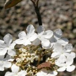 Viburnum furcatum