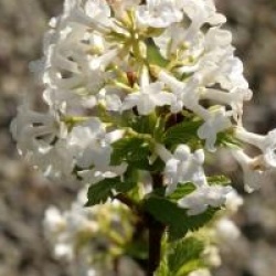 Viorne odorante fastigi�