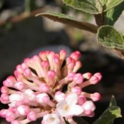 Viburnum carlesii 'Diana'