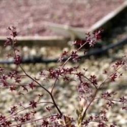 Xanthorhiza simplicissima