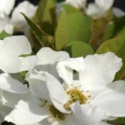 Exochorda Magical Springtime