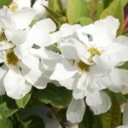 Exochorda Magical Springtime�