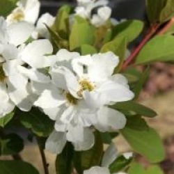 Exochorda Magical Springtime�
