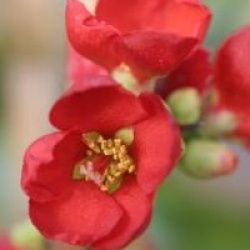 Chaenomeles speciosa Hot Fire � 'Minvesu' 