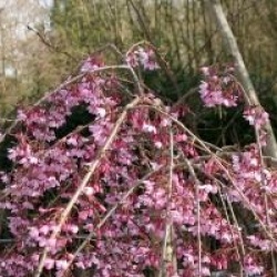  Prunus x subhirtella 'Pendula Rubra'