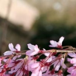  Prunus x subhirtella 'Pendula Rubra'