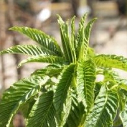 Aesculus californica