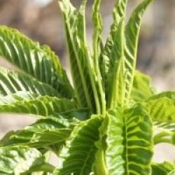 Aesculus californica