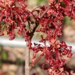 Acer x freemanii 'Jeffersred' Autumn Blaze �
