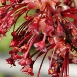 Acer x freemanii 'Jeffersred' Autumn Blaze �