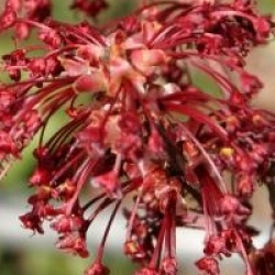 Acer x freemanii 'Jeffersred' Autumn Blaze �