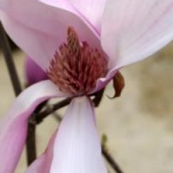 Magnolia 'Pinkie'