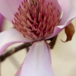 Magnolia 'Pinkie'