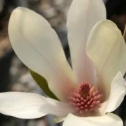 Magnolia 'Green Diamond'