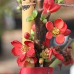 Chaenomeles speciosa Hot Fire � 'Minvesu' 