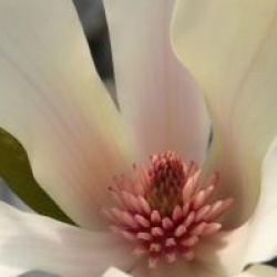 Magnolia 'Green Diamond'