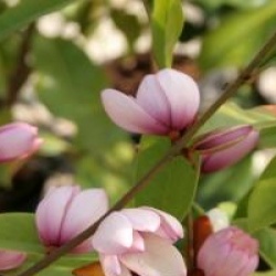 Magnolia Fairy Blush �