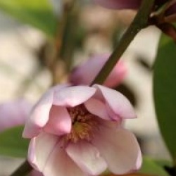 Magnolia Fairy Blush �