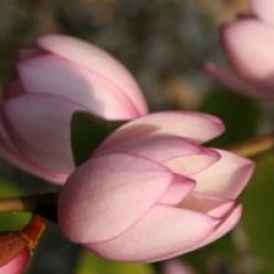 Magnolia Fairy Blush �