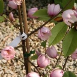 Magnolia Fairy Blush �