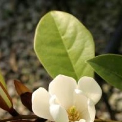 Magnolia Fairy Cream �