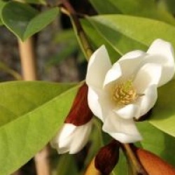 Magnolia Fairy Cream �