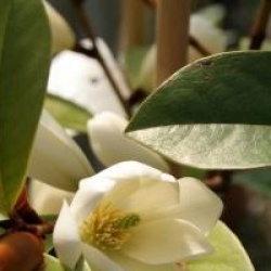 Magnolia Fairy Cream �